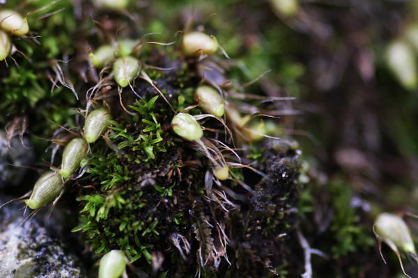 Diphyscium foliosum